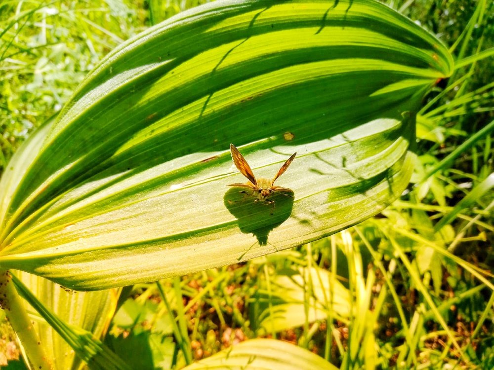 Когда твоя тень больше тебя.