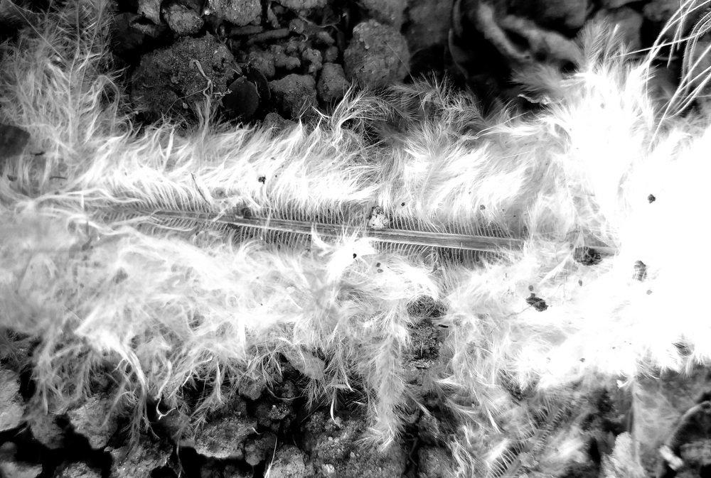 Photograph by Светлана Середина