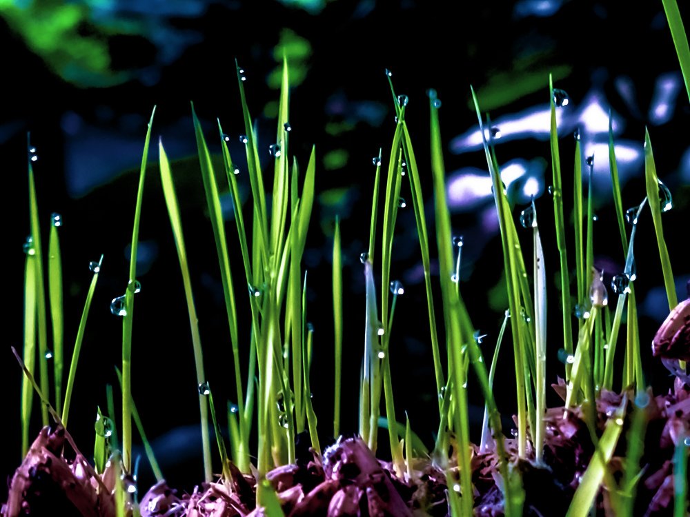 Dew drops at rice plants.