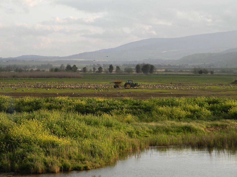 Птичий заповедник Хула (Израиль). Кормёжка.