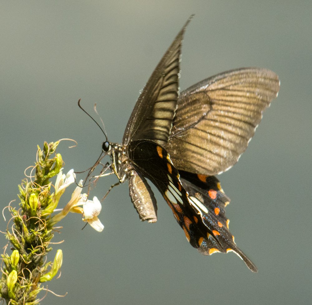 Photograph by Pramathesh Saha