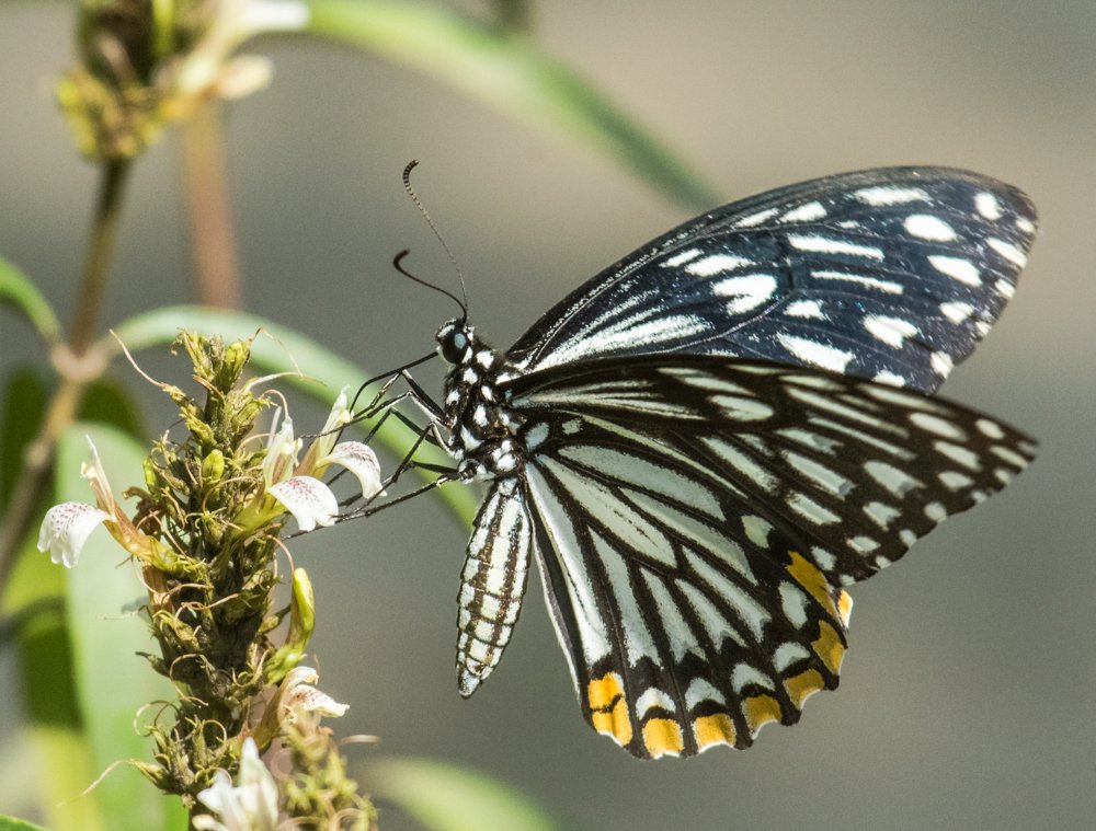Photograph by Pramathesh Saha