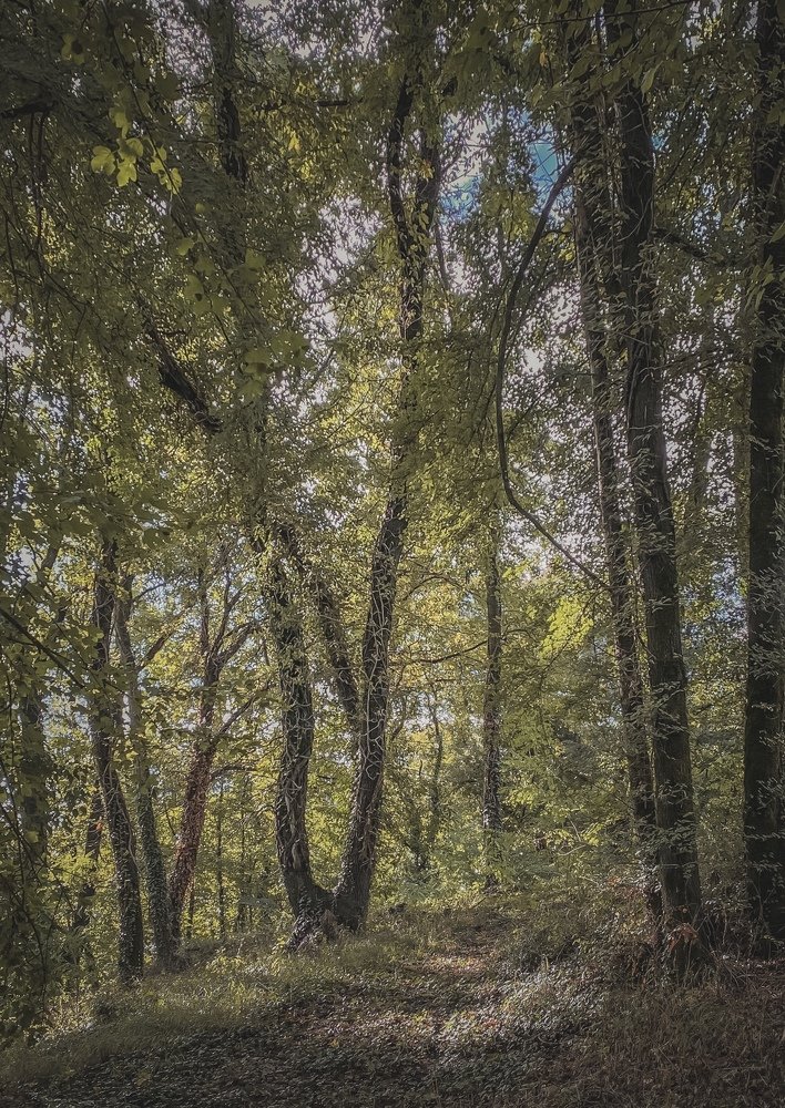 Road through the October