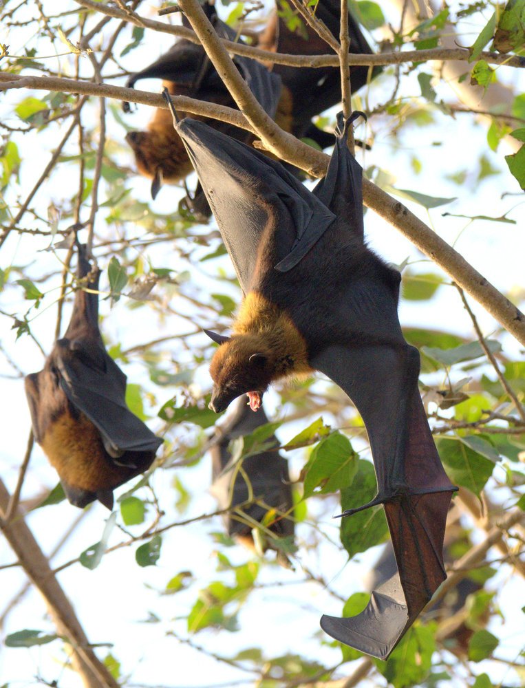 Photograph by Kushal Sharma