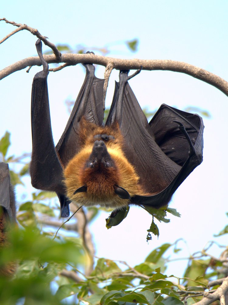 Photograph by Kushal Sharma