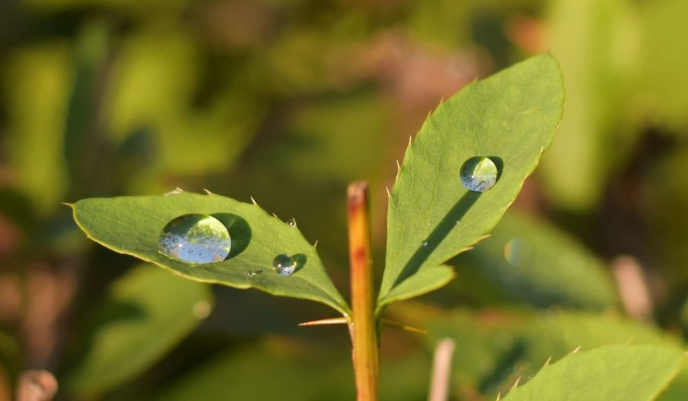 Photograph by Елена Викторовна Богданова