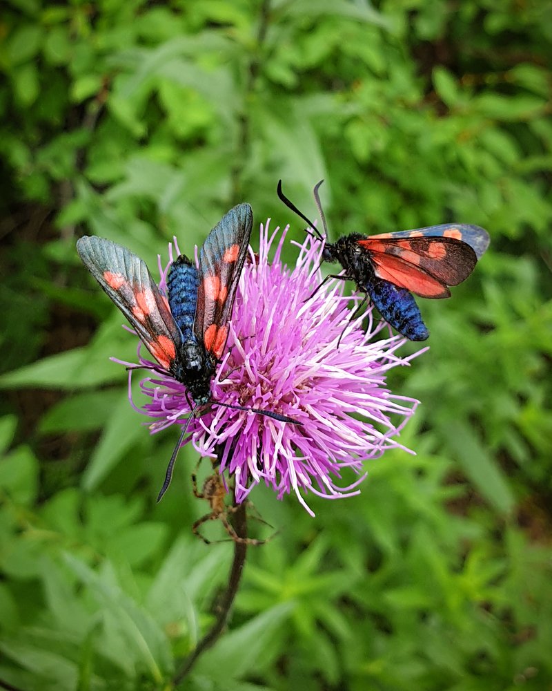 Крылатые болельщики ЦСКА