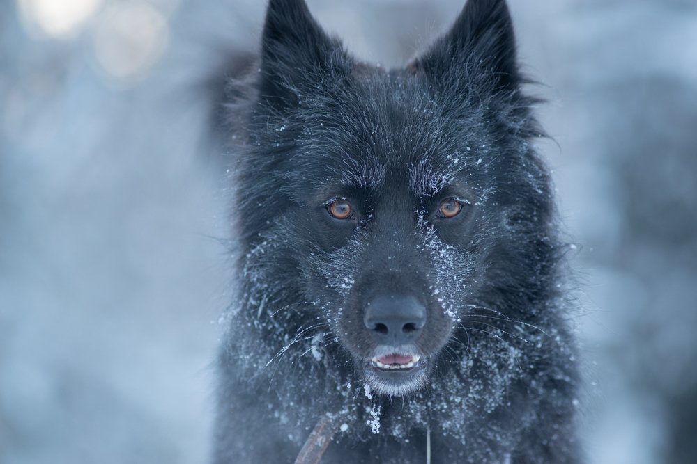 Холод собачий!