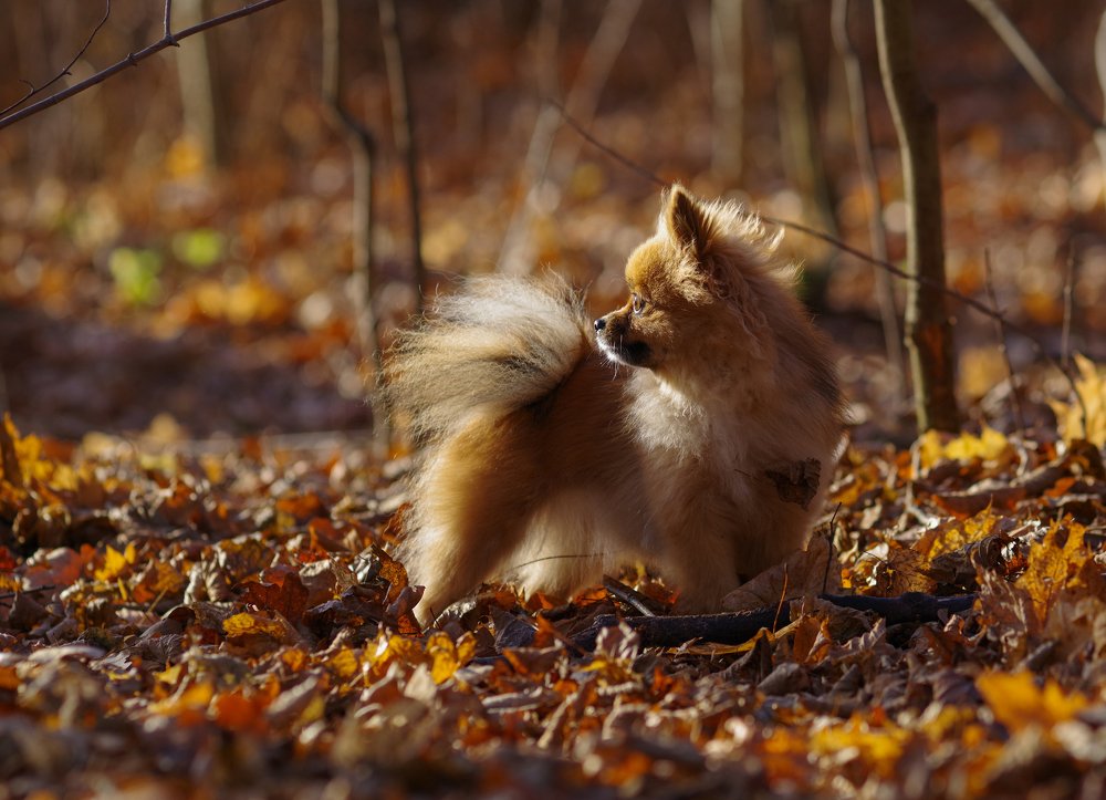 Photograph by Вячеслав Криволуцкий