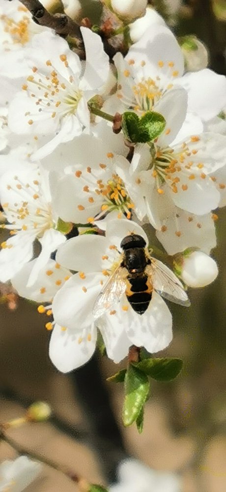 Photograph by Кака Ходжа