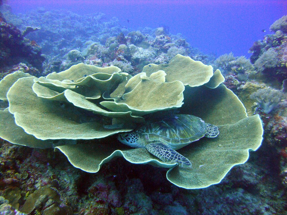 Photograph by Галина Михоношина