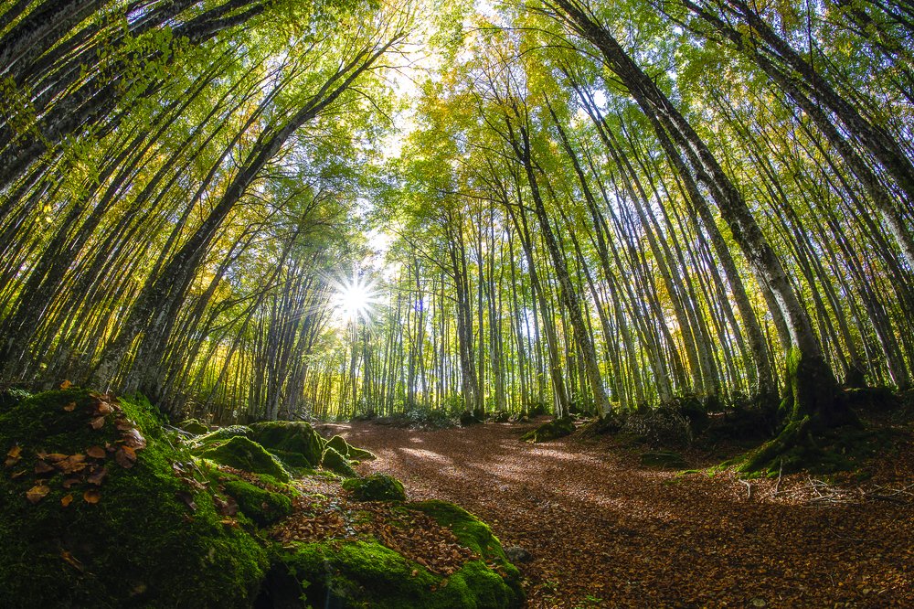 Photograph by Gianluca Pisano