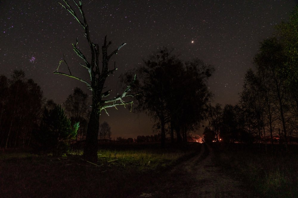 The spirit of the tree