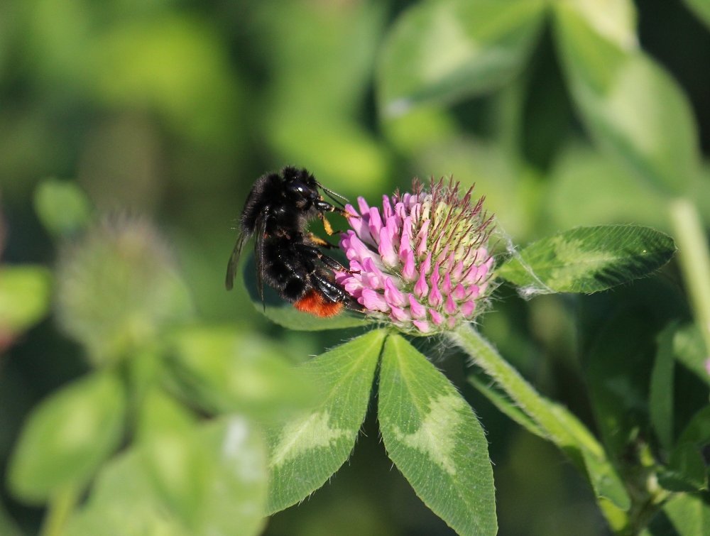 Photograph by Ирина Комарова