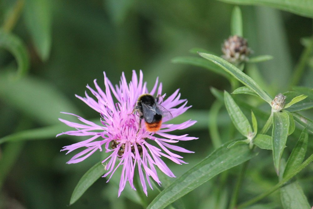 Photograph by Ирина Комарова