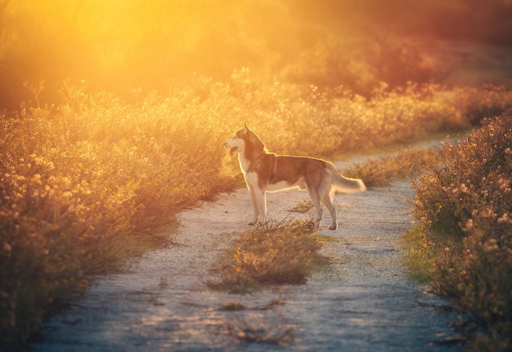 Фотография автора Григорий Крамаренко