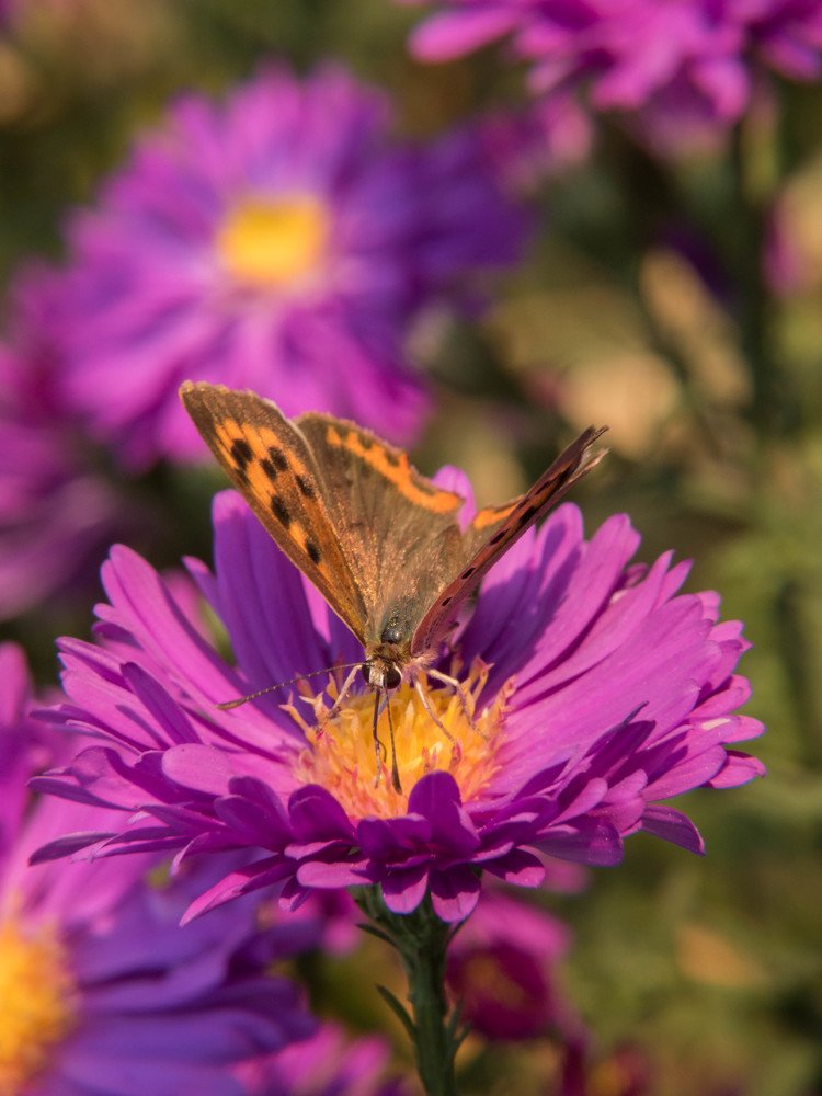 Сиреневая осень