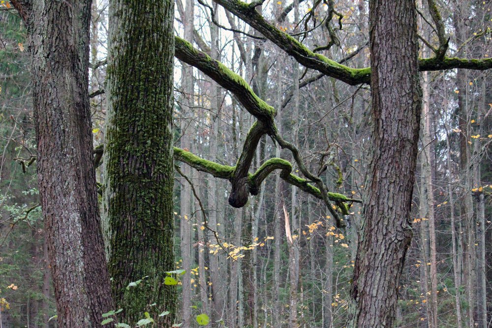 Photograph by Ирина Комарова