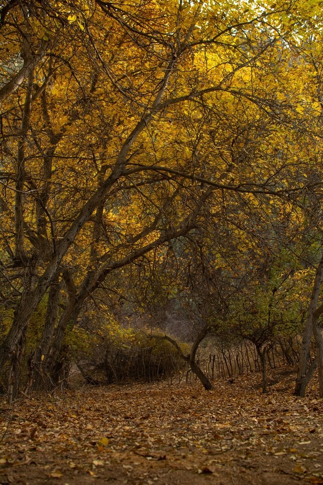 Photograph by Дильмурад Ахмедов