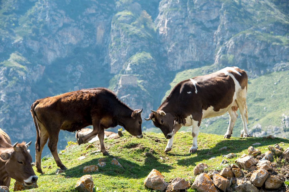 Фотография автора Ахмат Байсиев