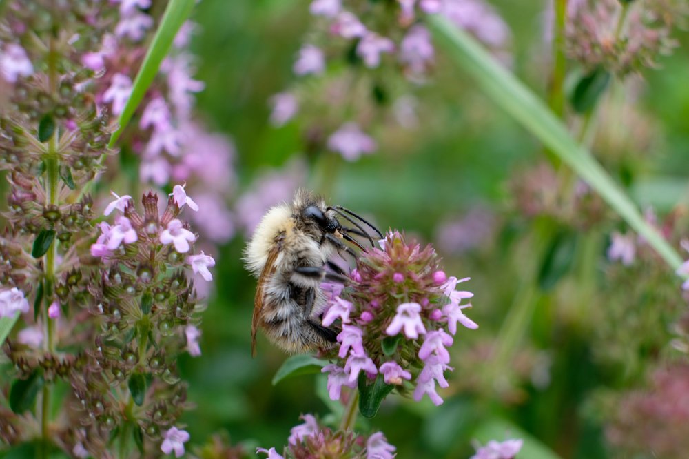 Photograph by Михаил Серебренников