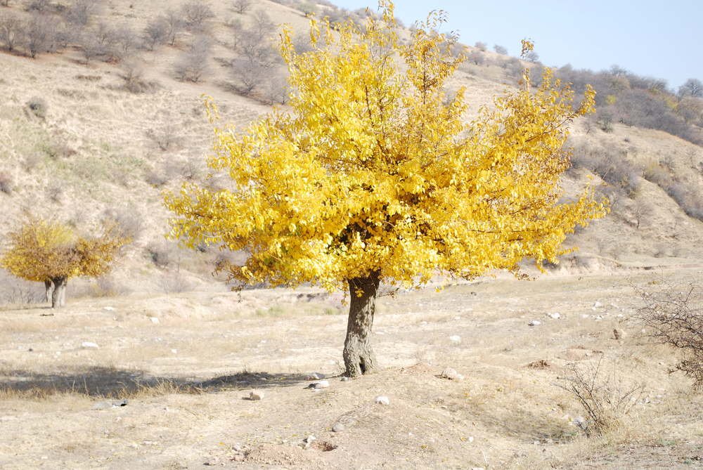 Фотография автора Red Woman