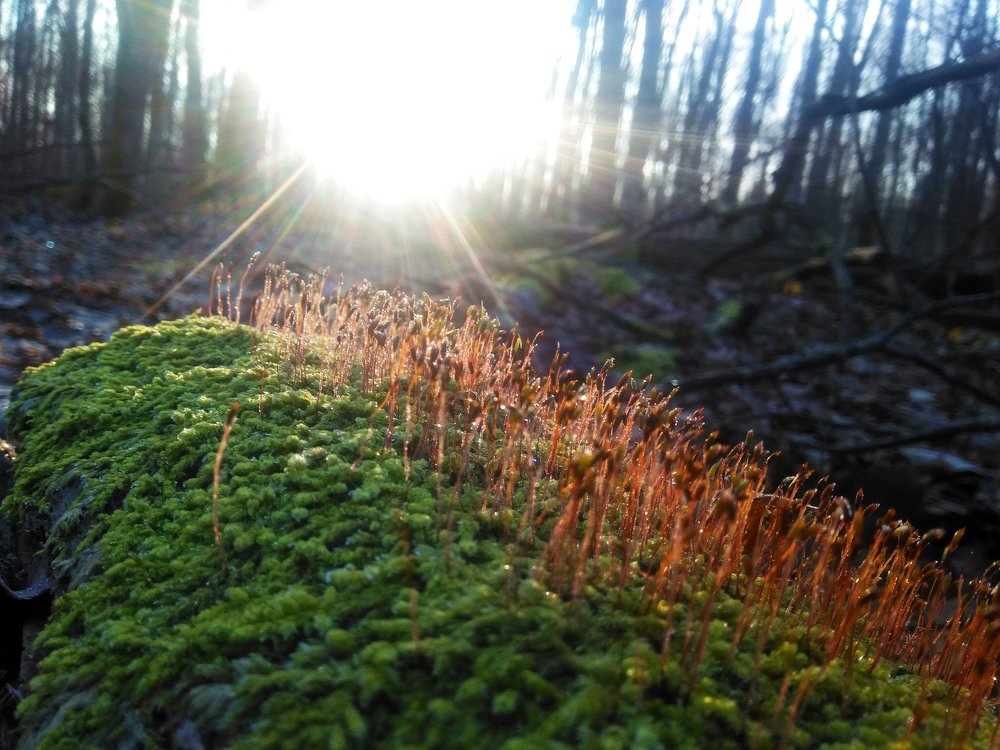 Photograph by Владимир Караман