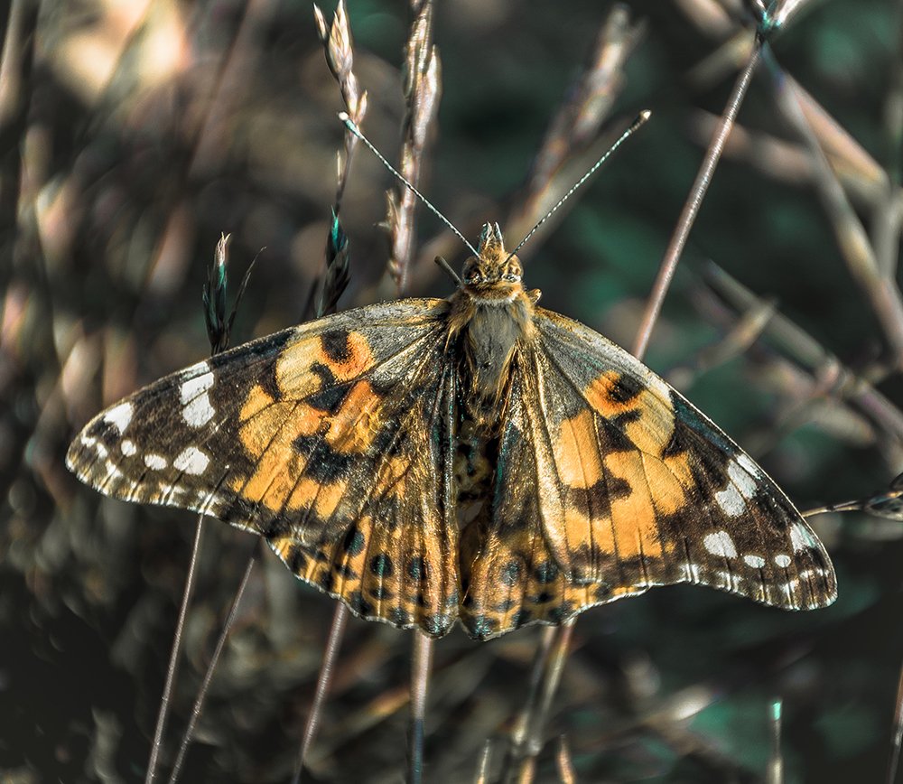 Photograph by Mohammad Ebrahim Zolfaghari