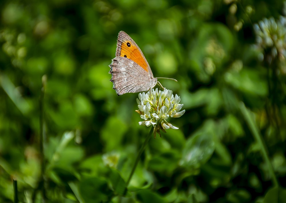 Photograph by Mohammad Ebrahim Zolfaghari