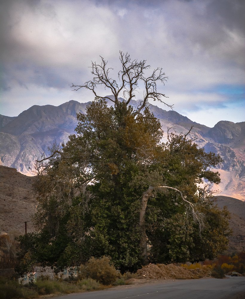 Photograph by Mohammad Ebrahim Zolfaghari