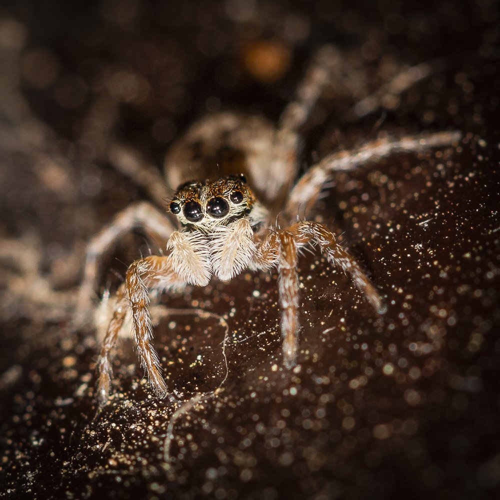 Photograph by Carmen Lopez Rubio