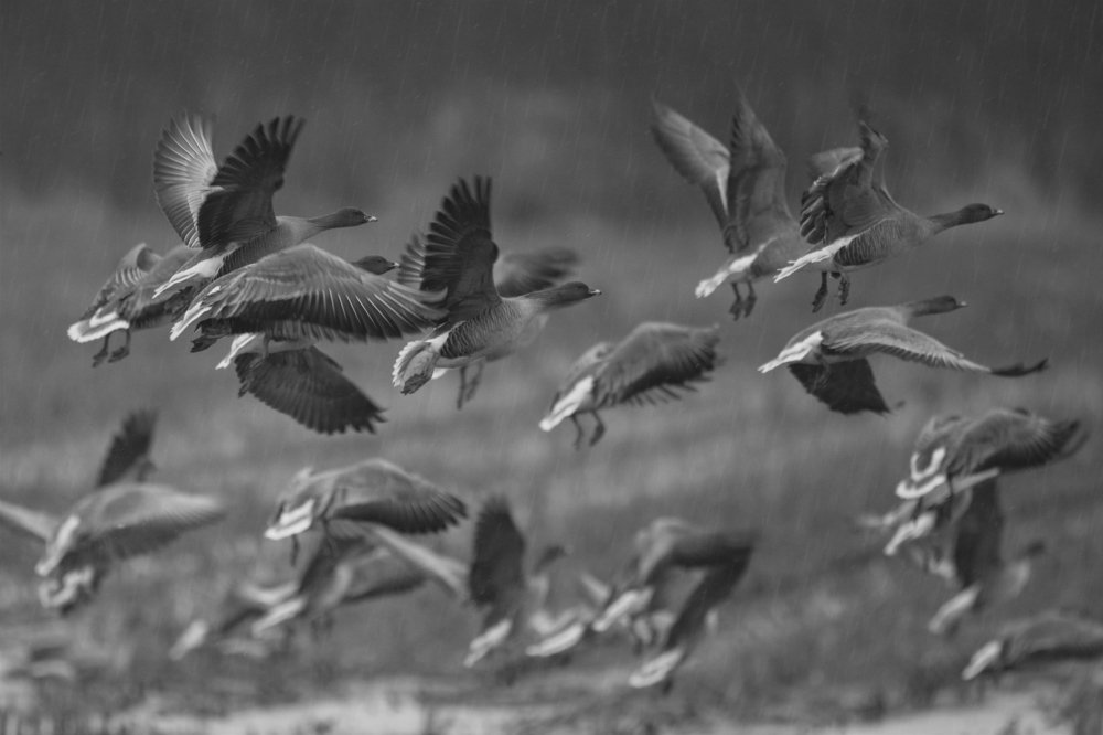 Photograph by Ernestas Balcikonis