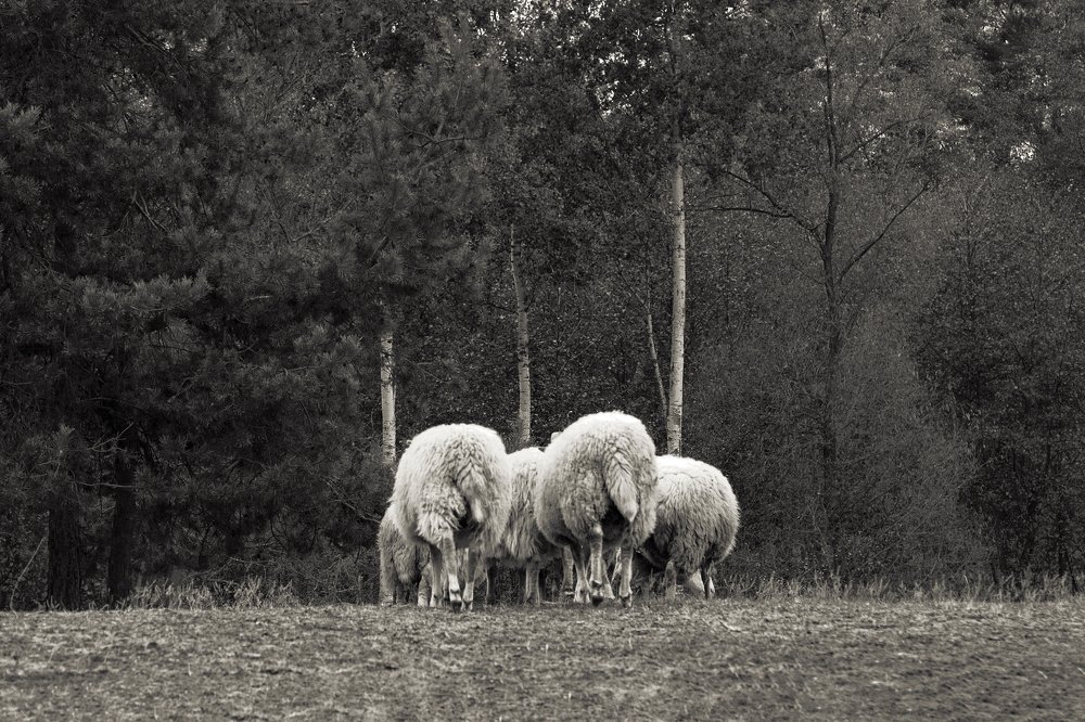 Photograph by Инна Тычная