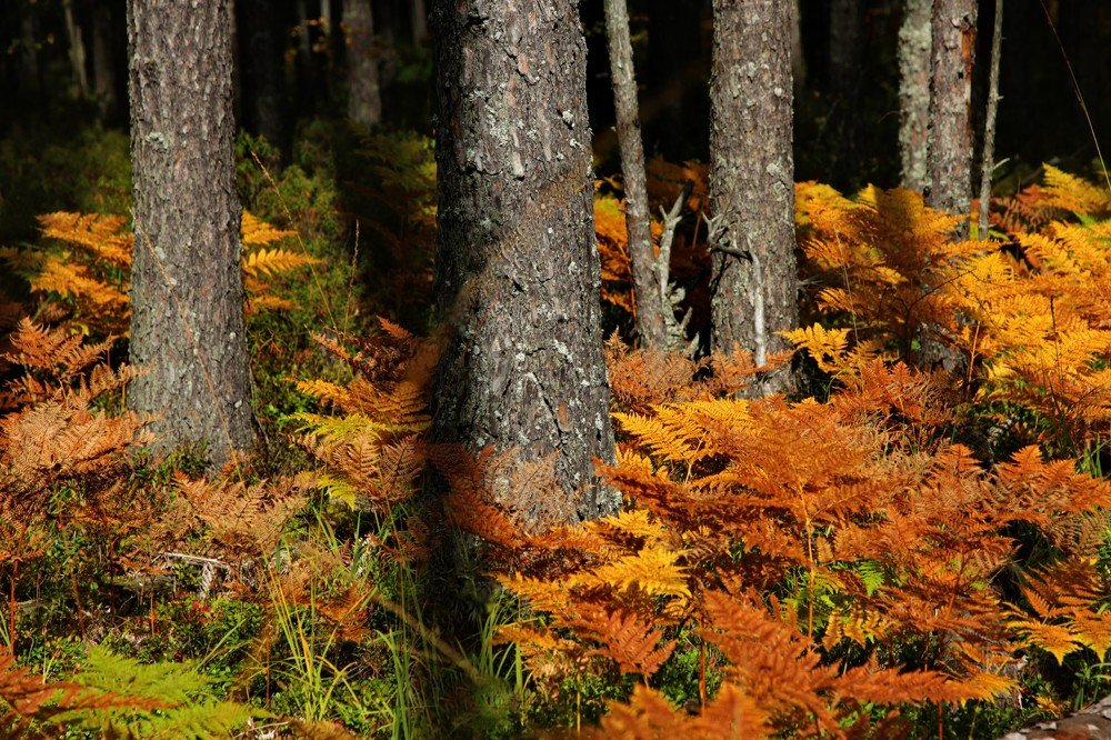 Photograph by Лада Денисова