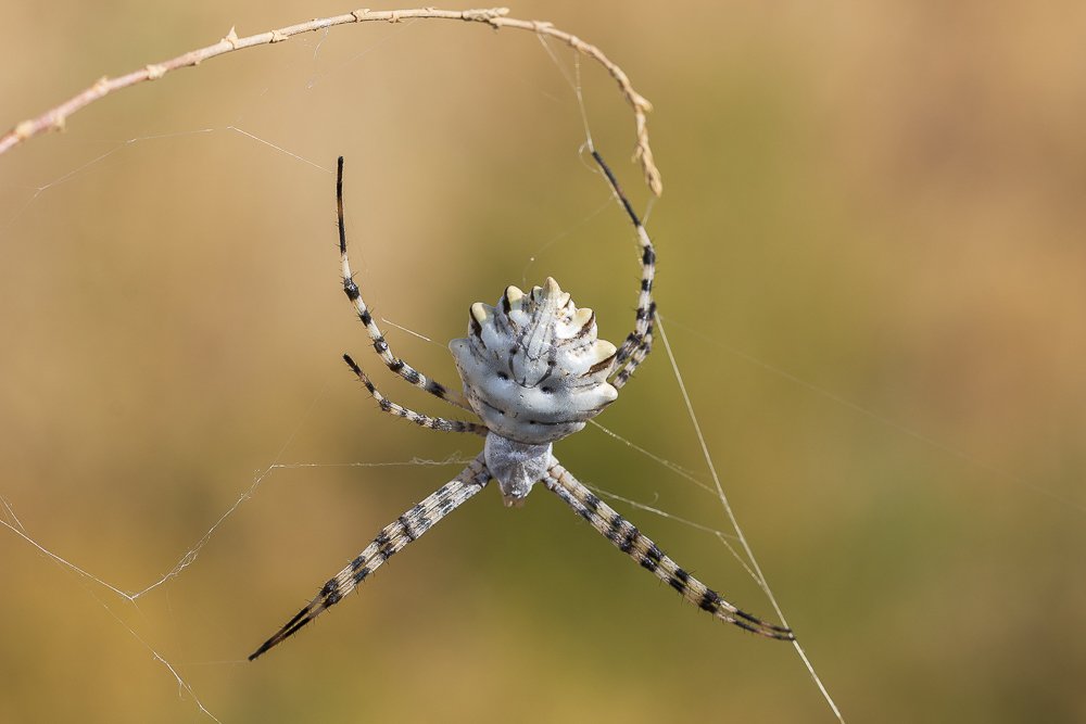Photograph by Carmen Lopez Rubio