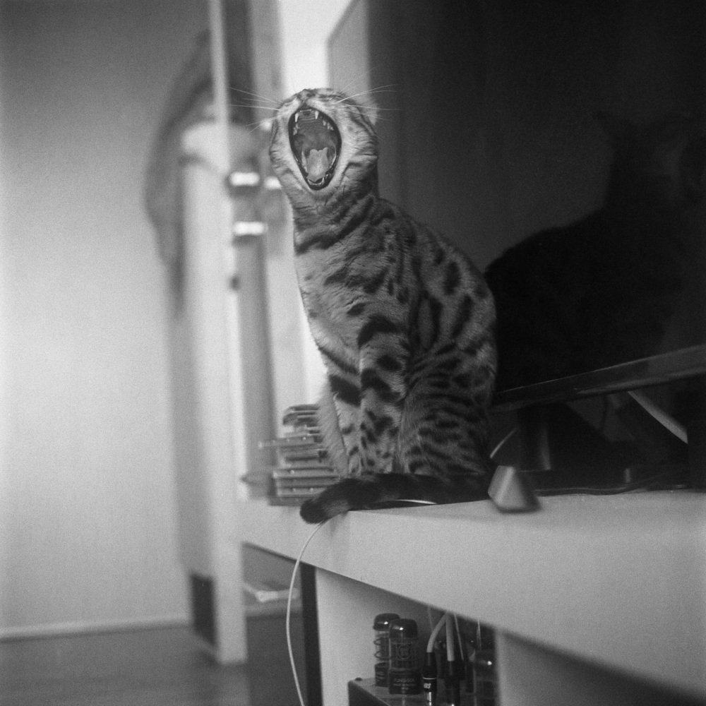 Photograph by Andres Papp