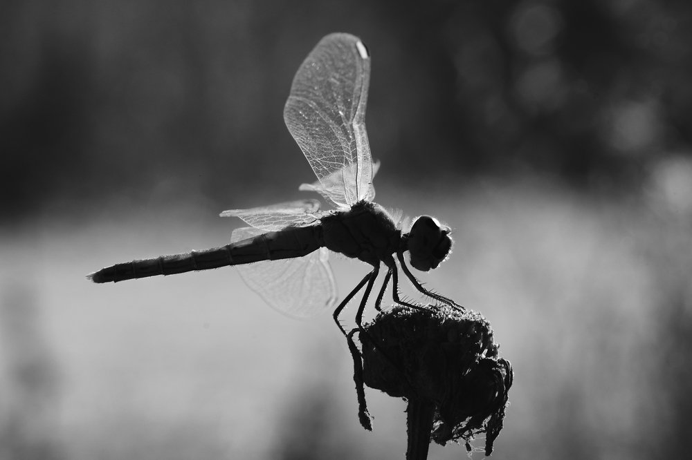 Фотография автора vladimir algazin