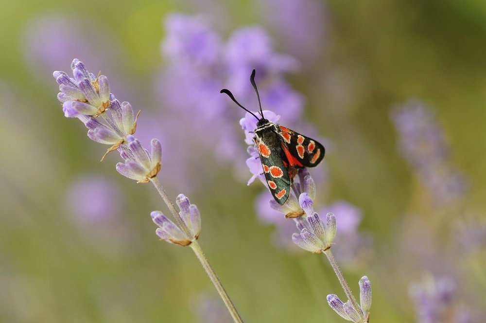 Фотография автора  Галина