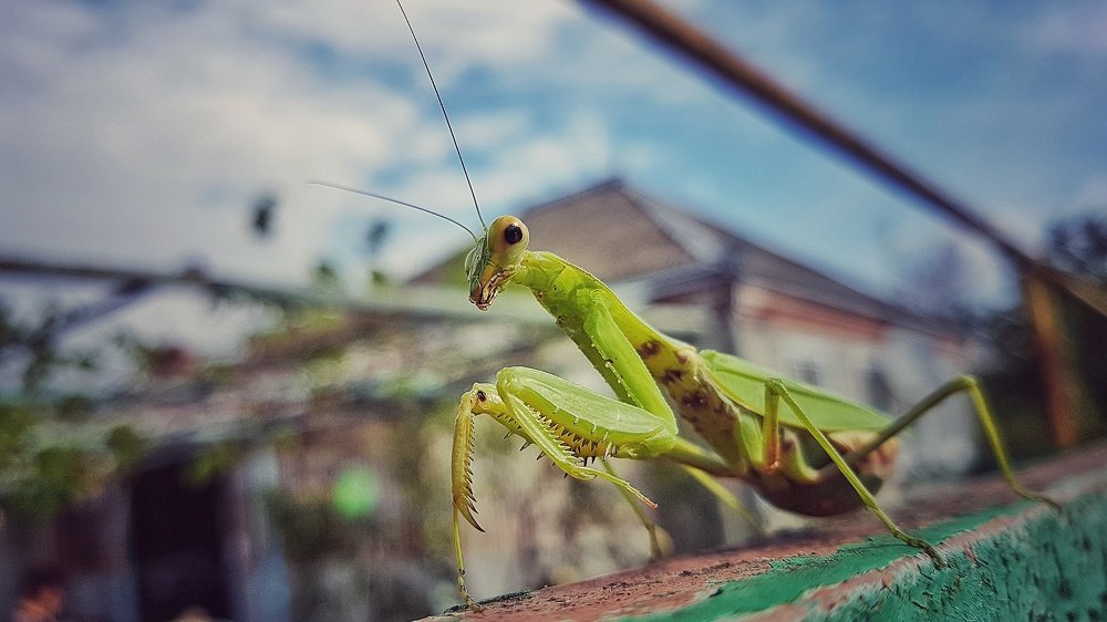 Photograph by Хачик Аджатян