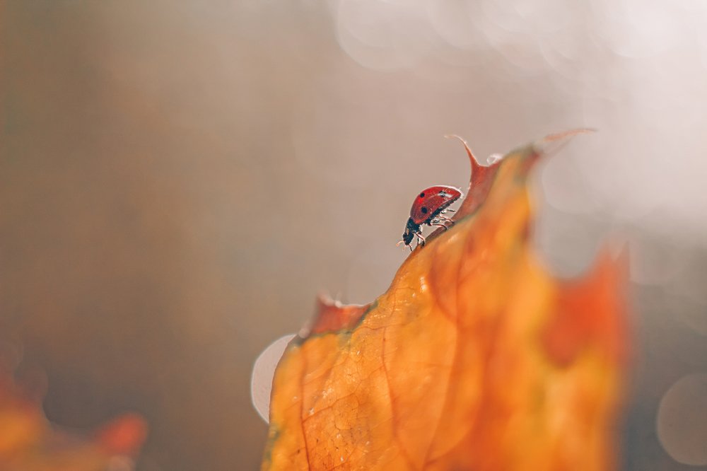 Autumn photo of ladybug