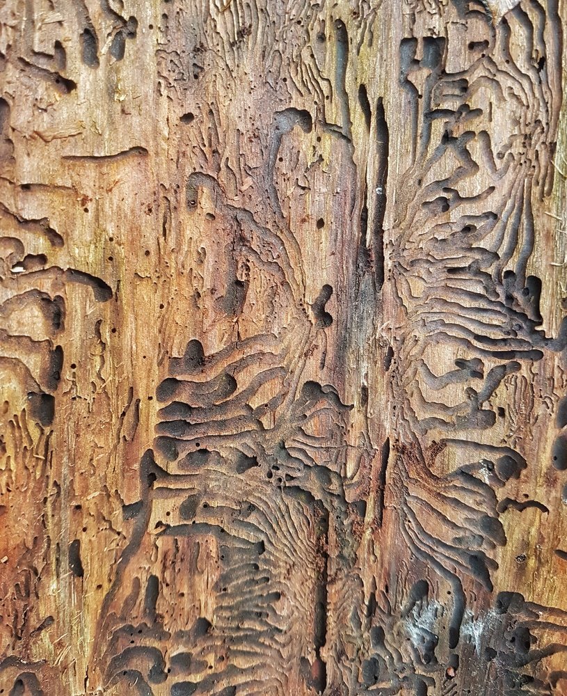 Photograph by Mojca Rebol