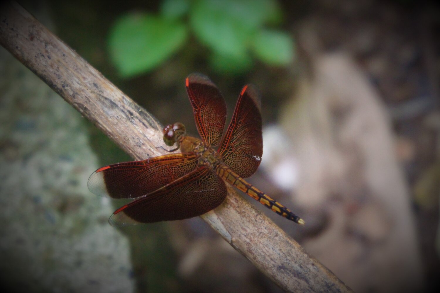 Anisoptera