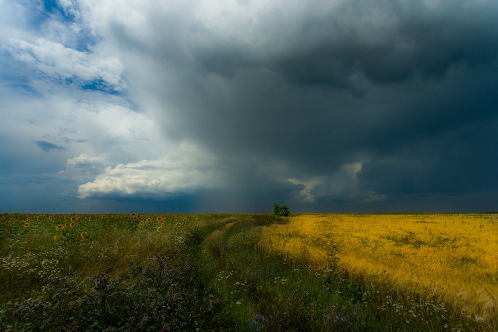 4 цвета природы