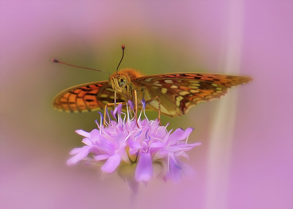 Photograph by Margarita