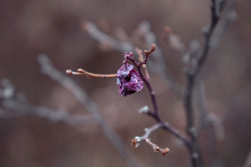 Остатки осени