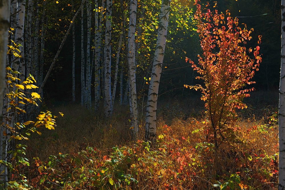 Photograph by Светлана Борозенцева