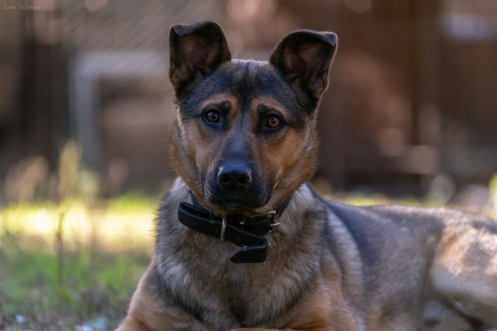 Photograph by Илькин Салимов