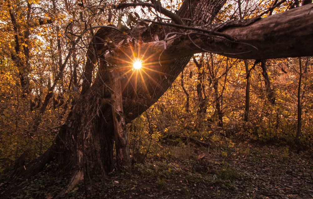 Photograph by Михаил Коган