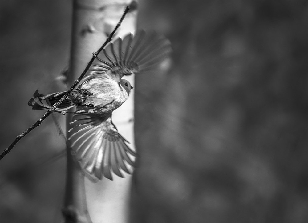 Фотография автора Анатолий Зверев