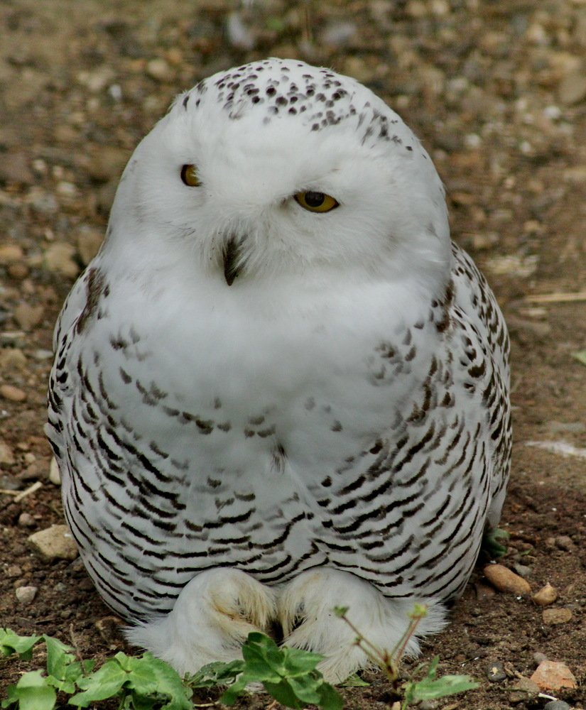 Photograph by Николай Николаевич Леухин